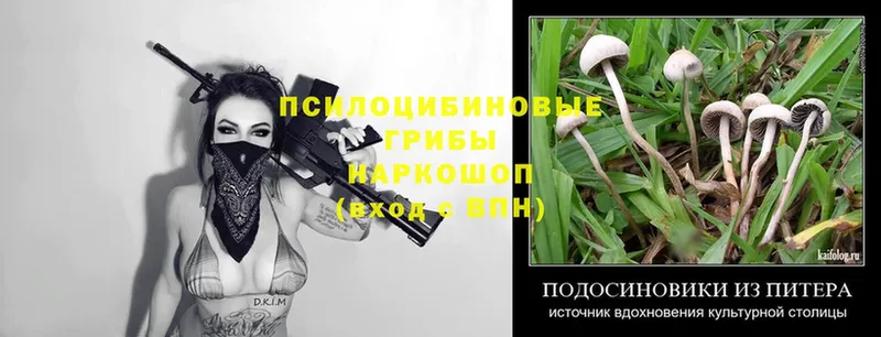 как найти наркотики  Весьегонск  Галлюциногенные грибы Psilocybine cubensis 